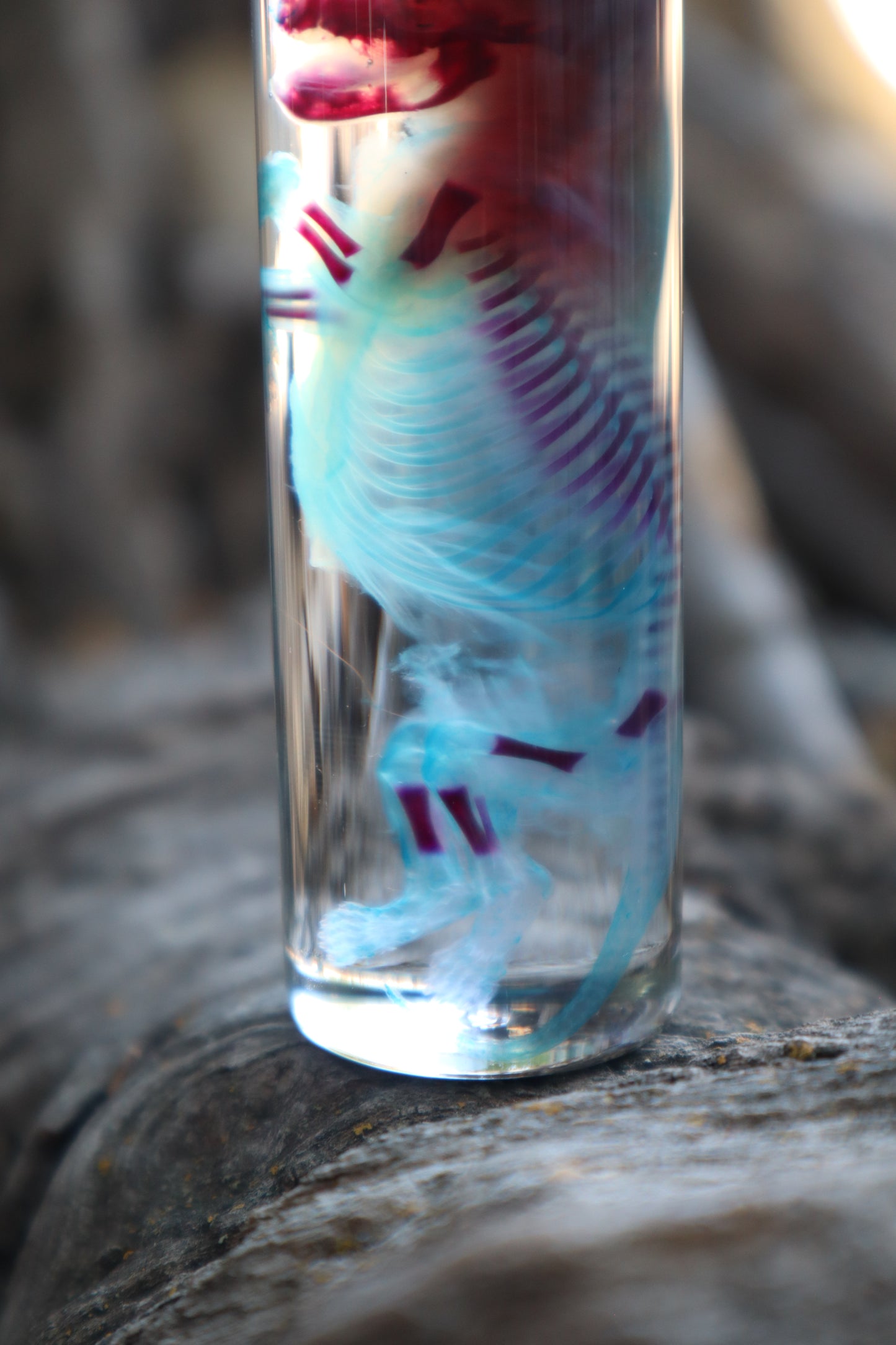 Diaphonized Fetal Skunk