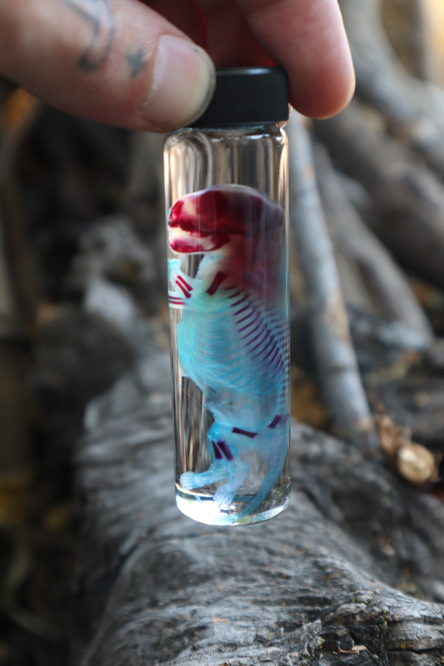 Diaphonized Fetal Skunk