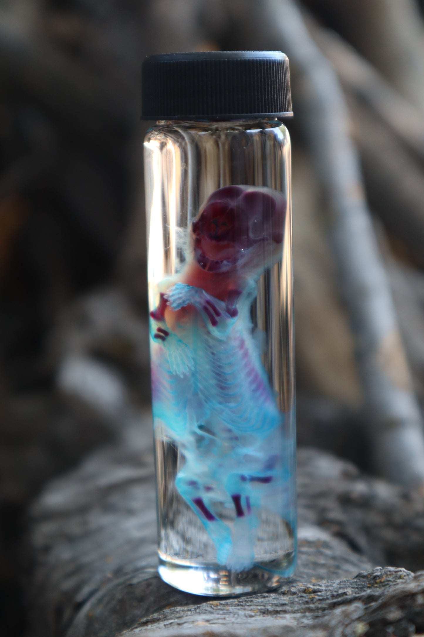 Diaphonized Fetal Skunk
