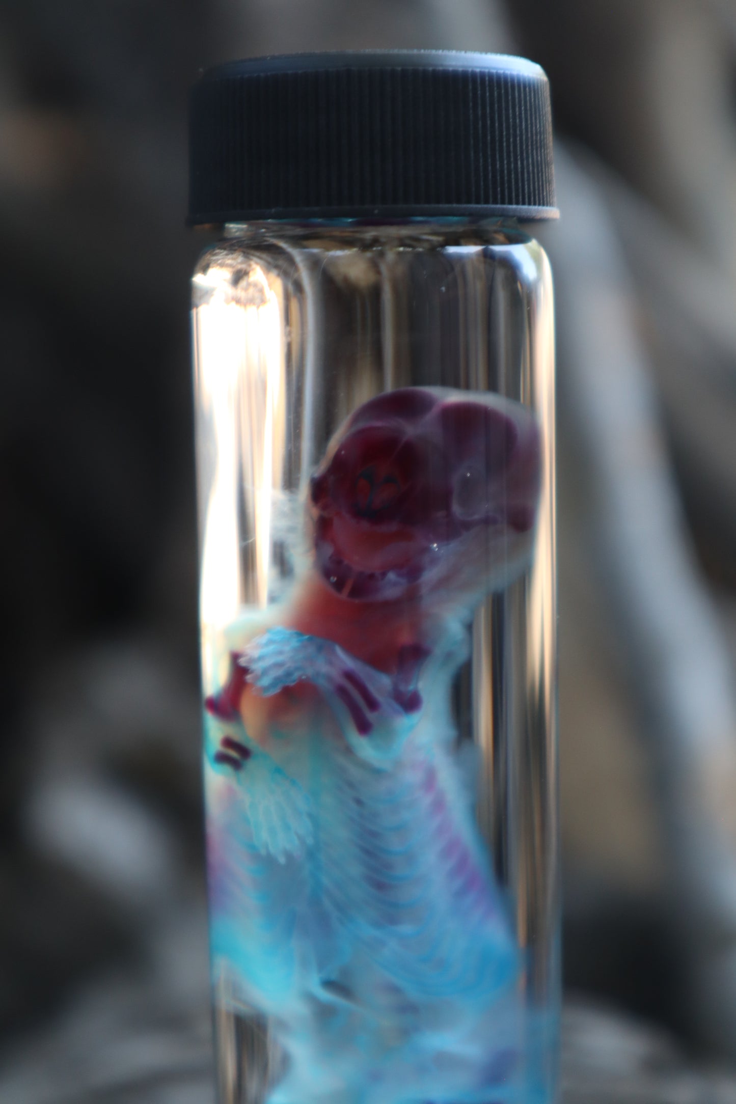 Diaphonized Fetal Skunk