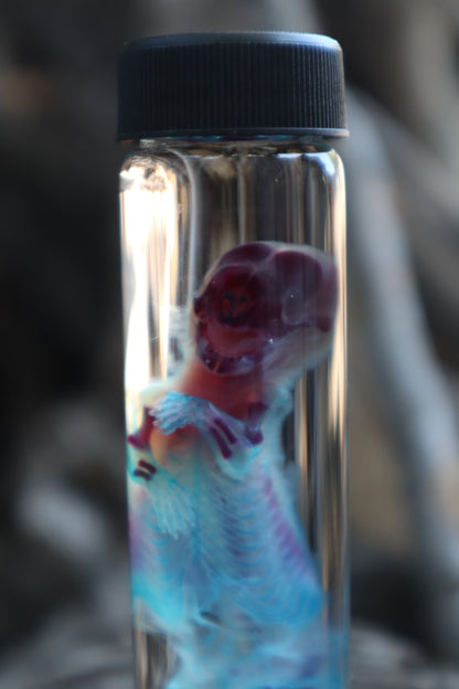 Diaphonized Fetal Skunk