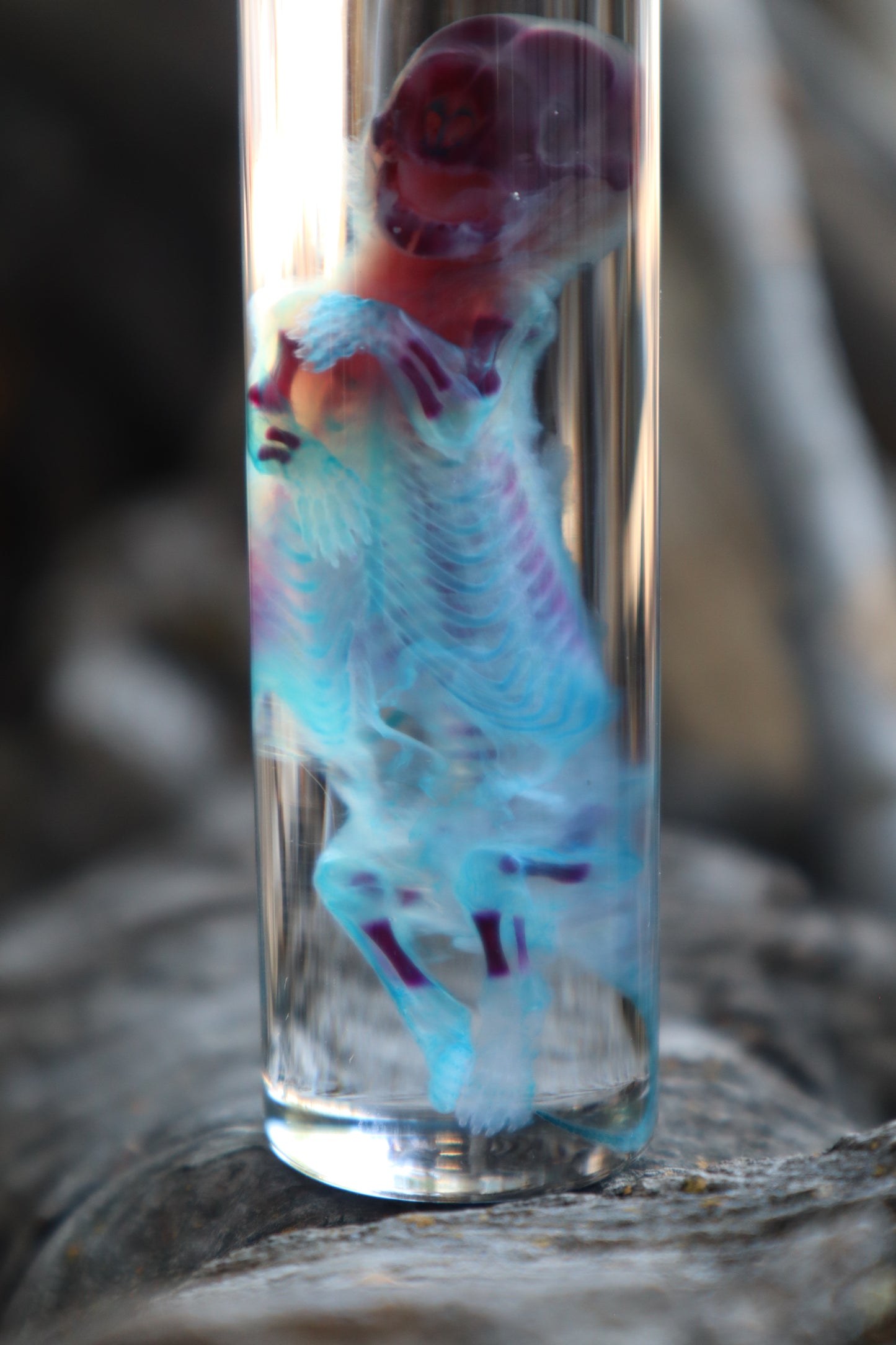 Diaphonized Fetal Skunk