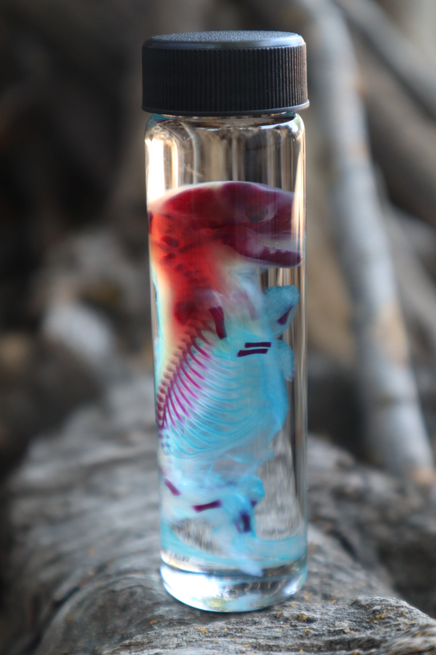 Diaphonized Fetal Skunk