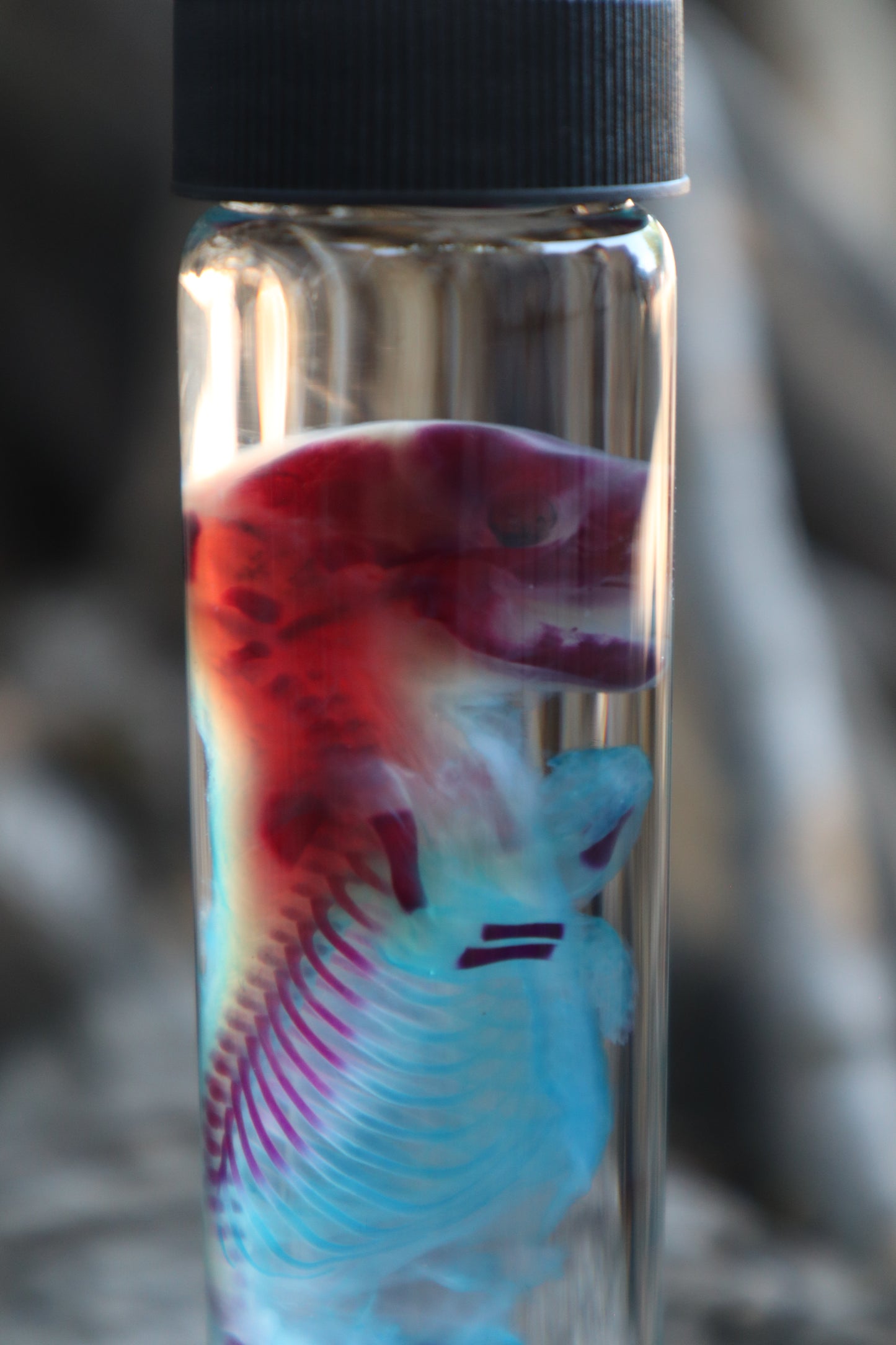 Diaphonized Fetal Skunk