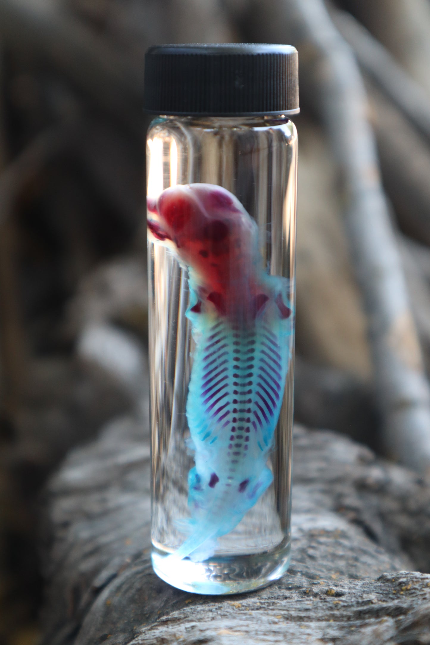 Diaphonized Fetal Skunk