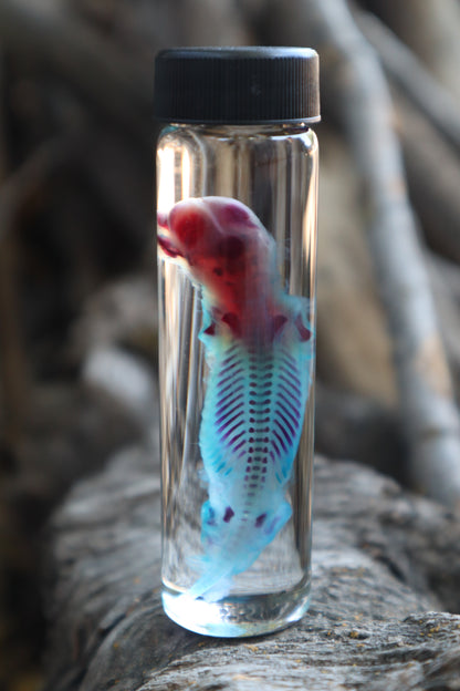 Diaphonized Fetal Skunk
