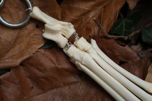 Fluid Bobcat Paw Articulation with Labradorite “Claws”