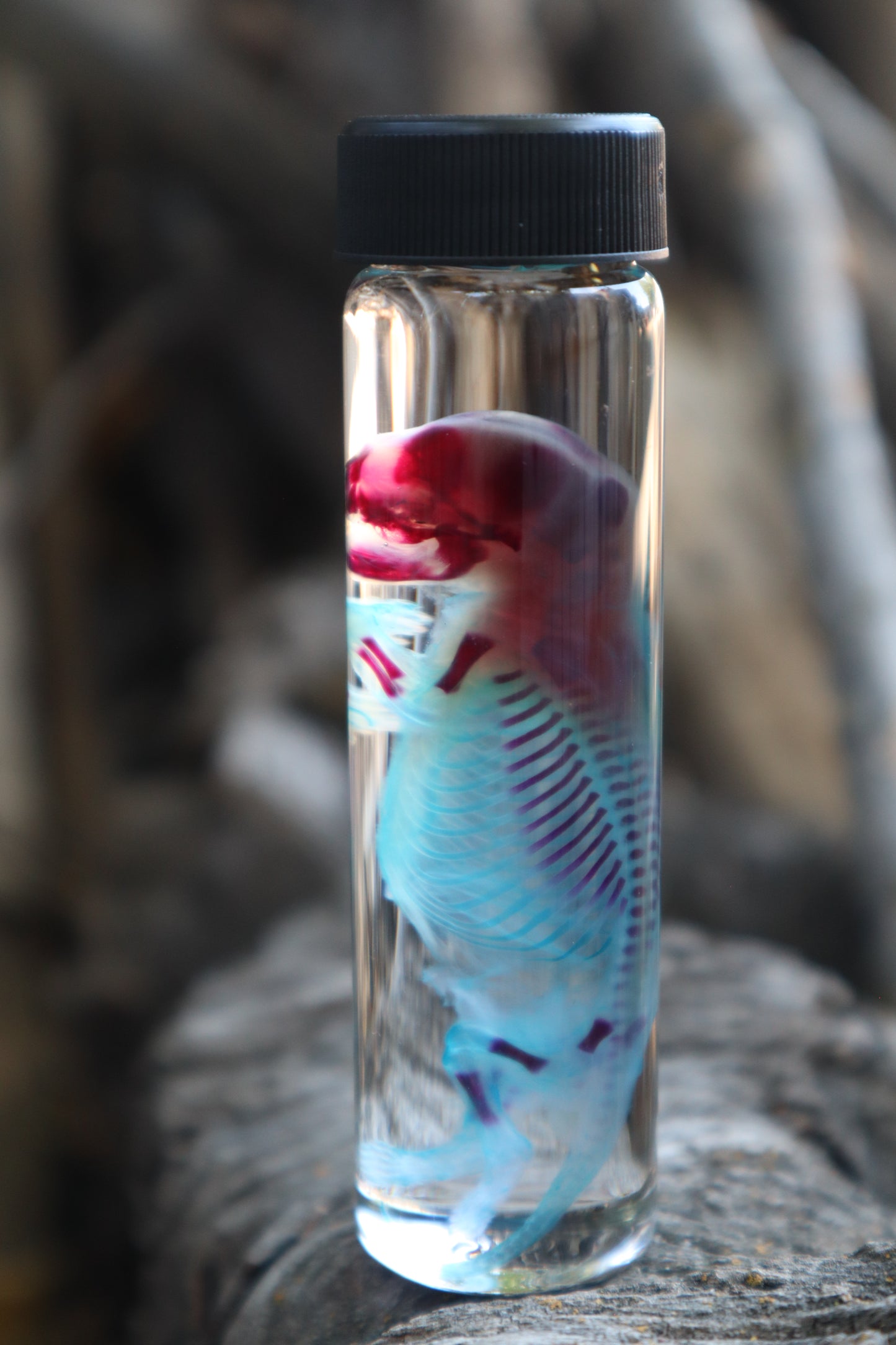 Diaphonized Fetal Skunk