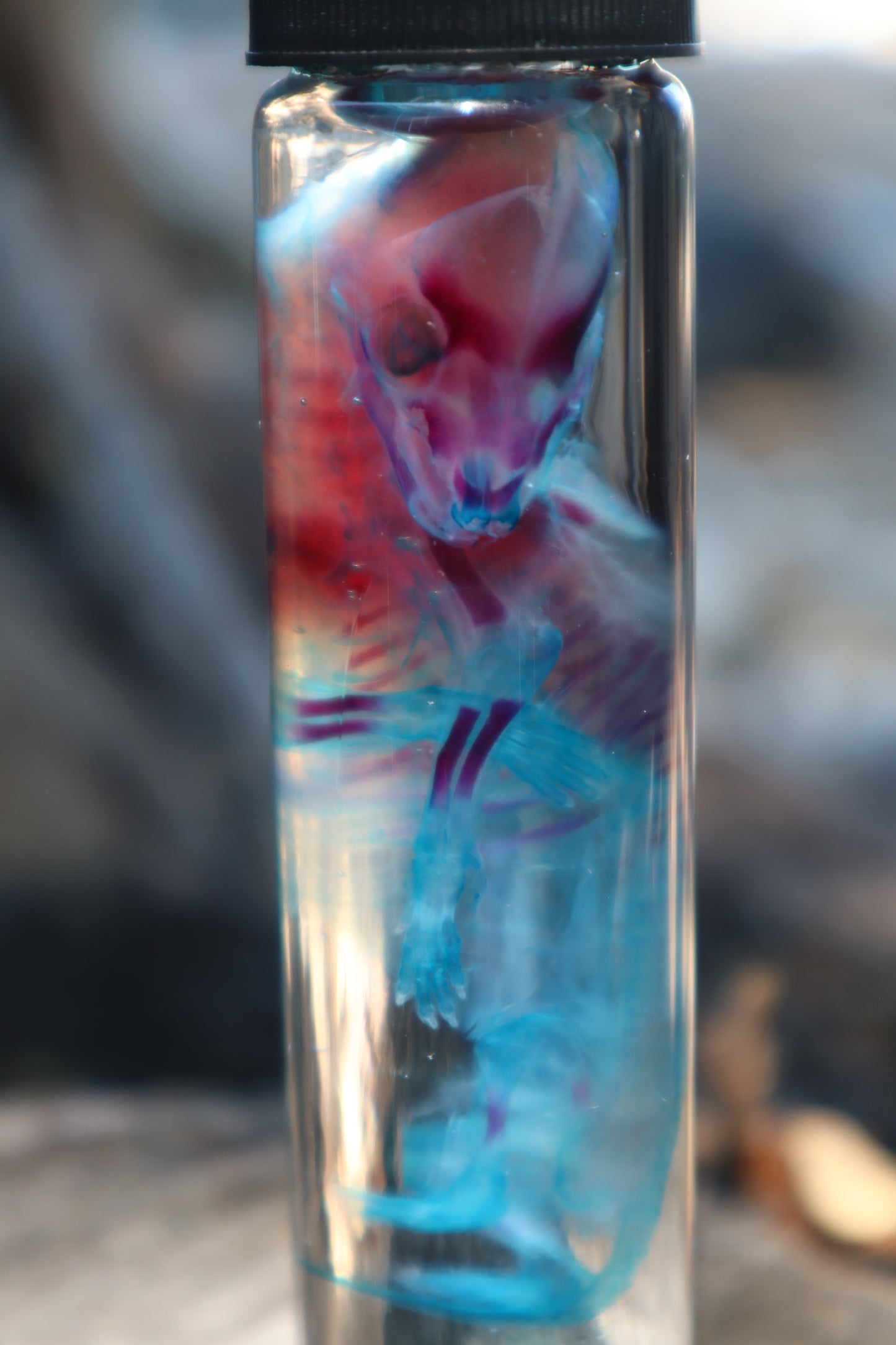 Diaphonized Fetal Coyote Pup