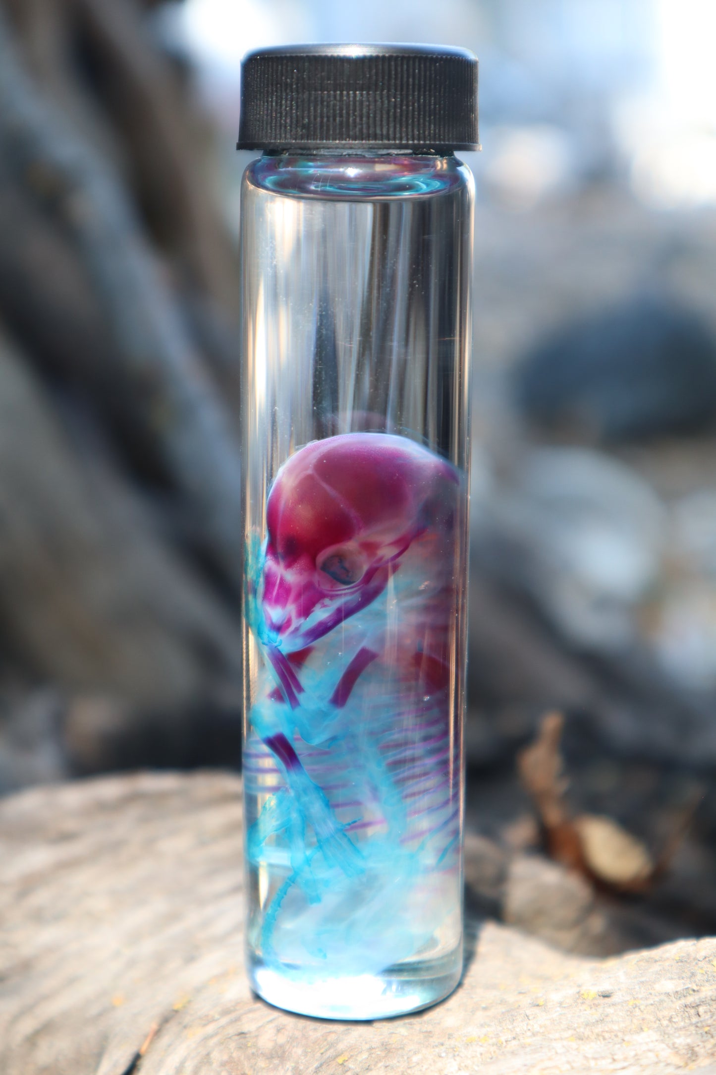 Diaphonized Fetal Coyote Pup