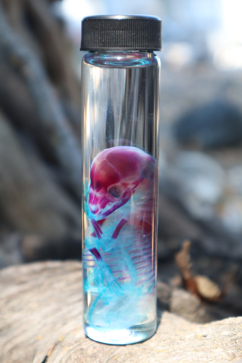 Diaphonized Fetal Coyote Pup