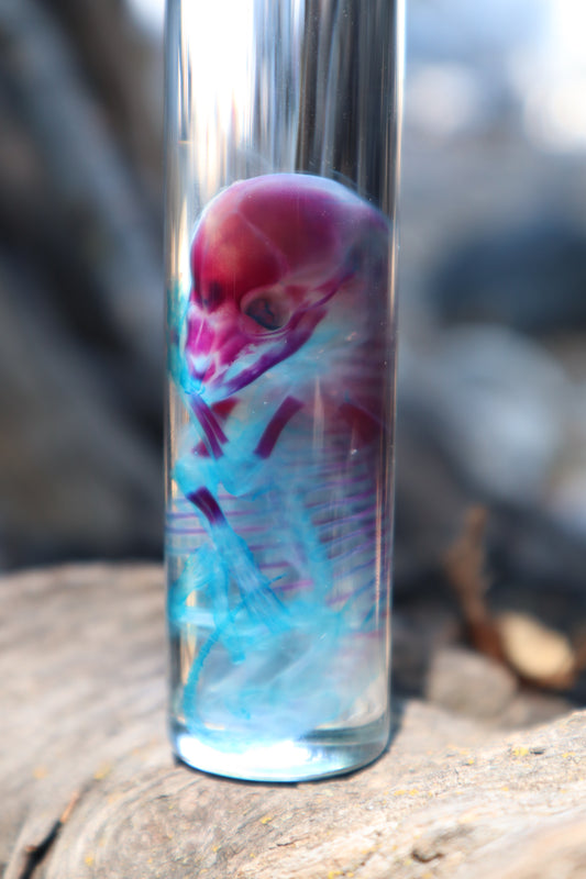 Diaphonized Fetal Coyote Pup