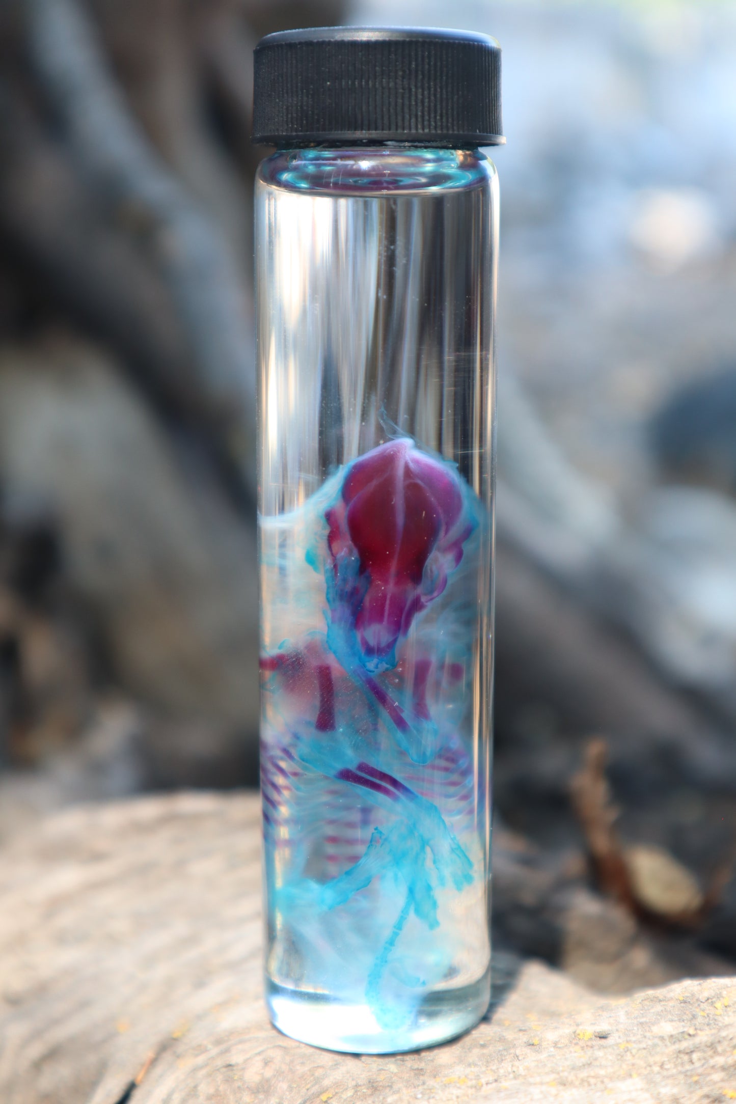 Diaphonized Fetal Coyote Pup