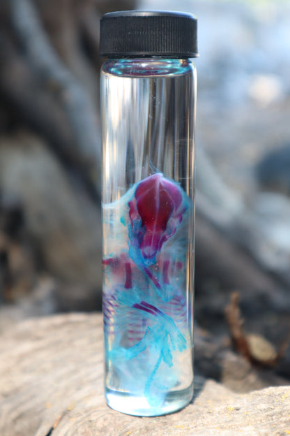Diaphonized Fetal Coyote Pup