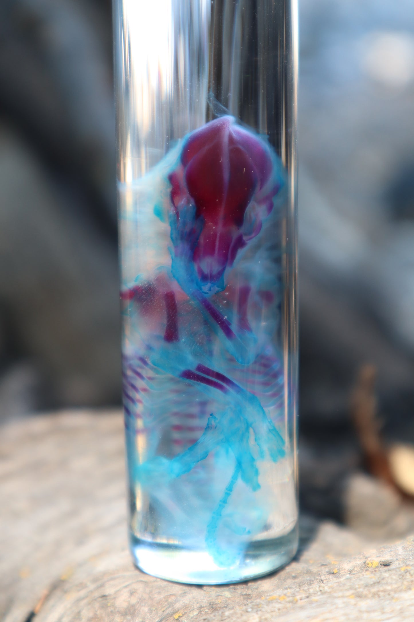 Diaphonized Fetal Coyote Pup