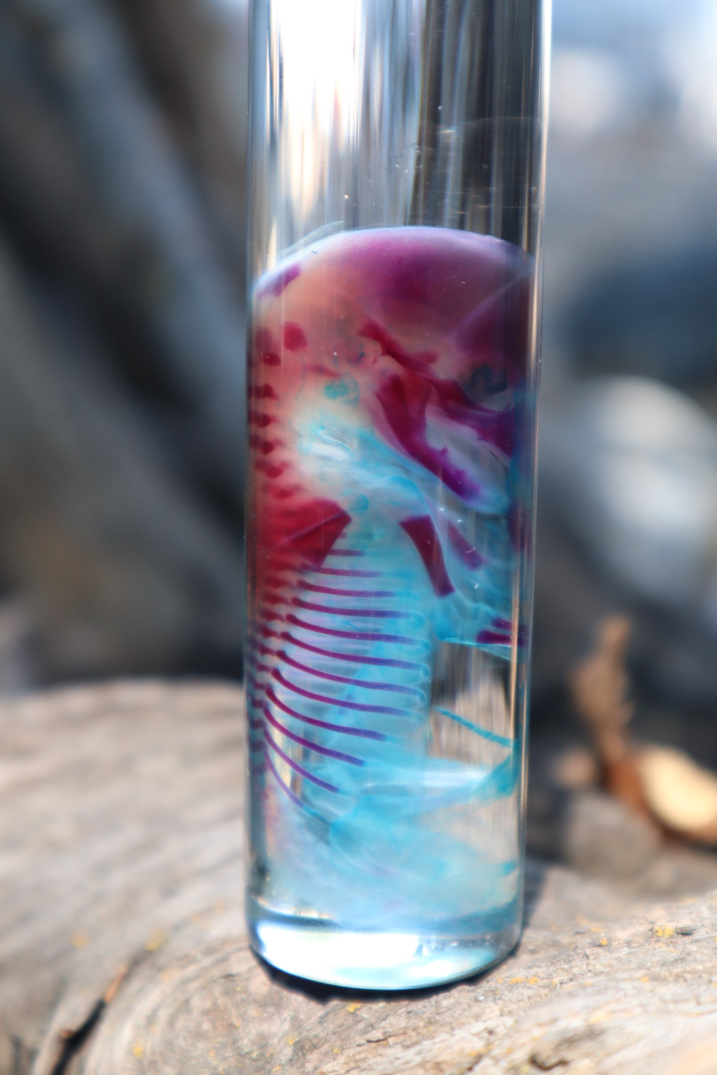 Diaphonized Fetal Coyote Pup