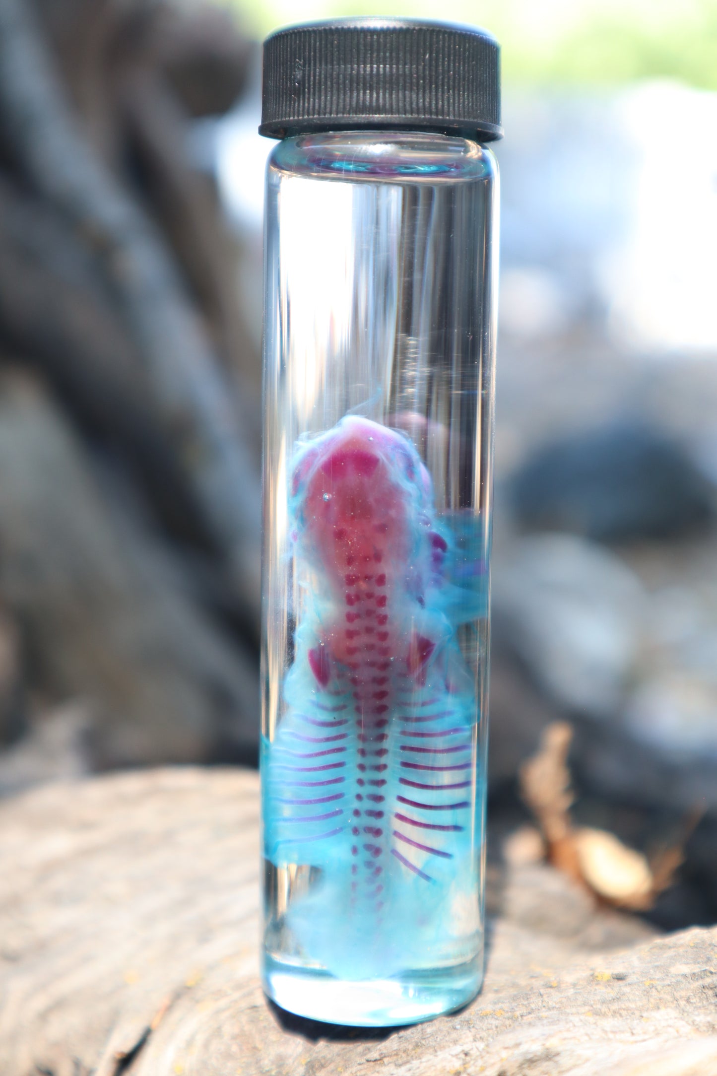 Diaphonized Fetal Coyote Pup