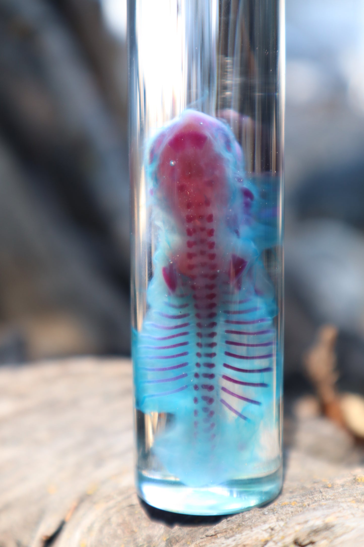 Diaphonized Fetal Coyote Pup