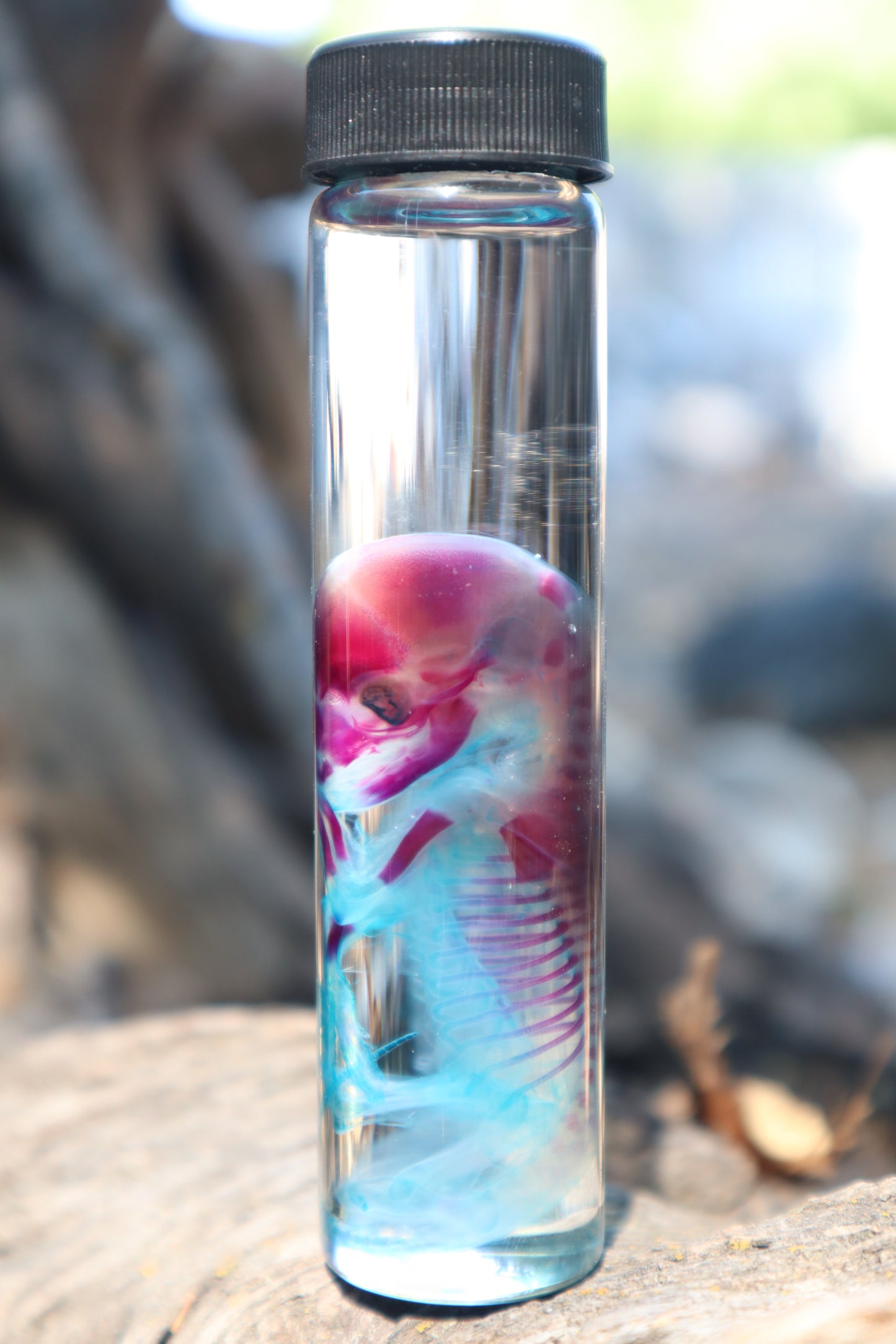 Diaphonized Fetal Coyote Pup