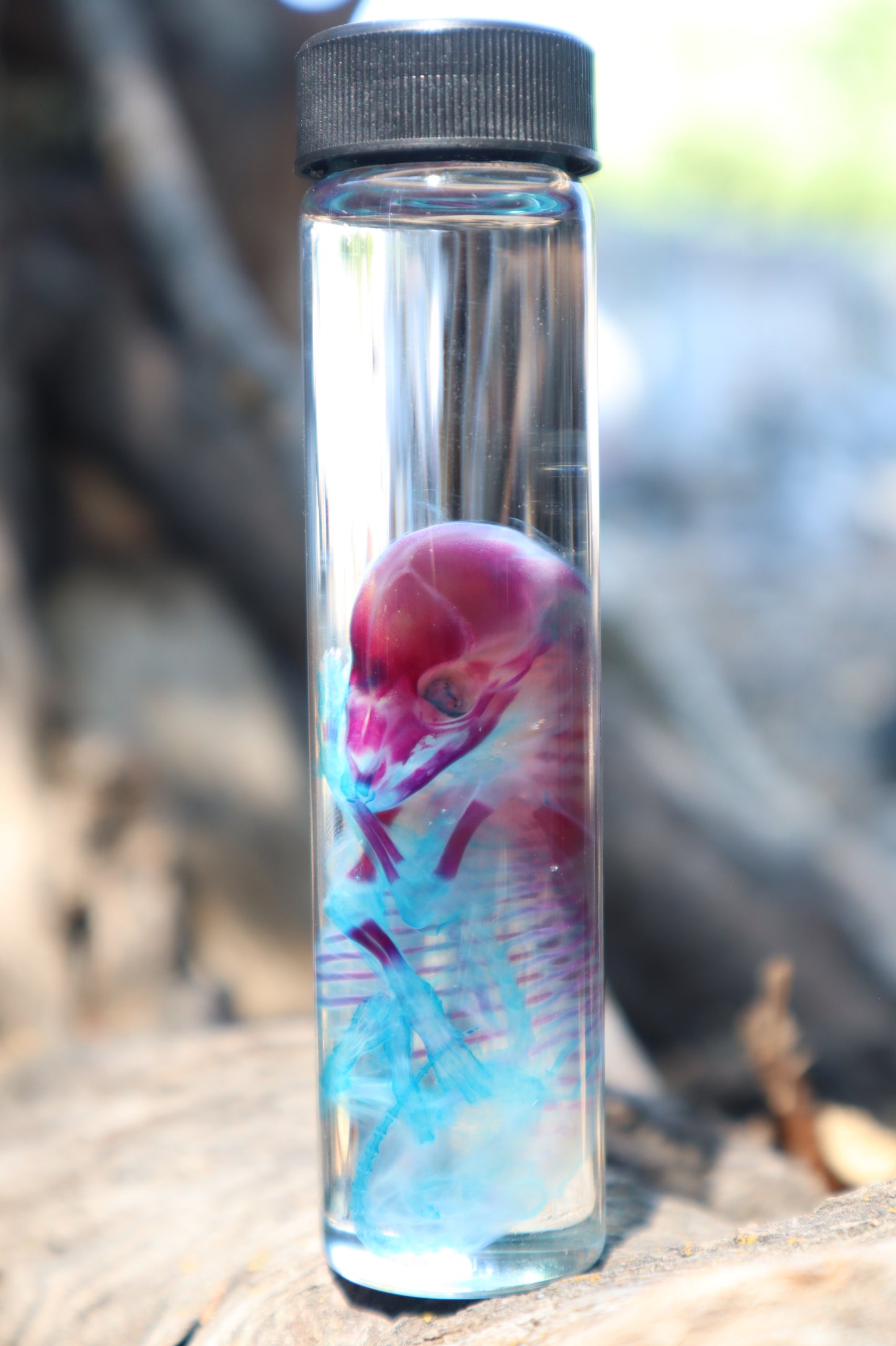 Diaphonized Fetal Coyote Pup