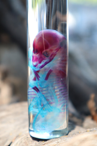 Diaphonized Fetal Coyote Pup