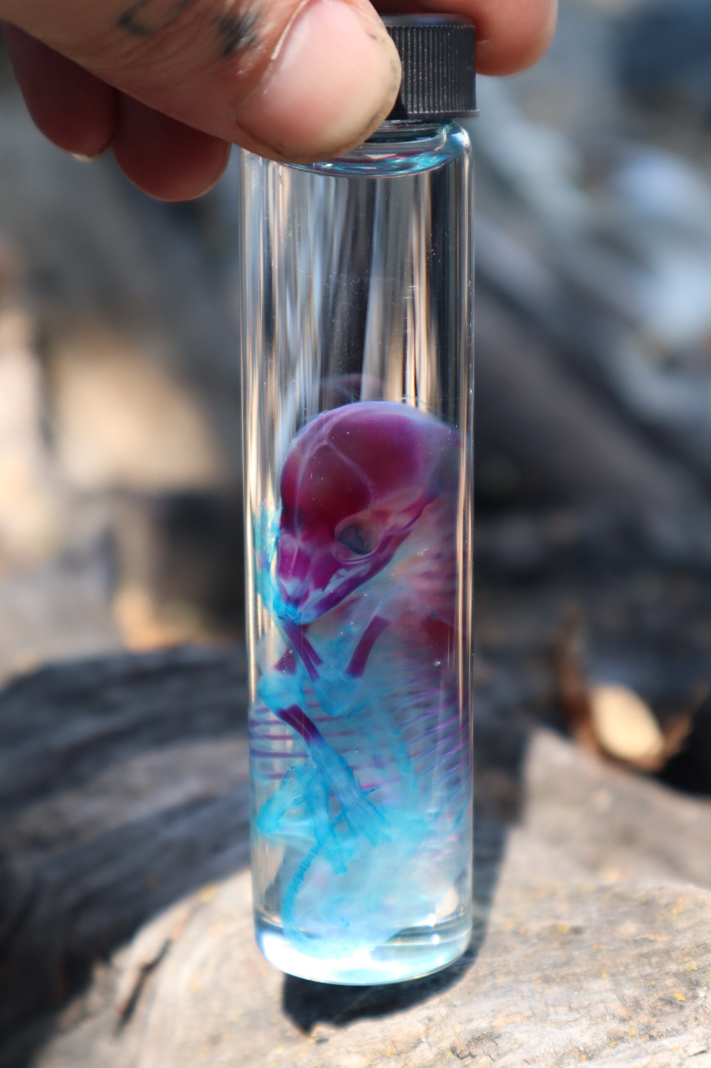 Diaphonized Fetal Coyote Pup