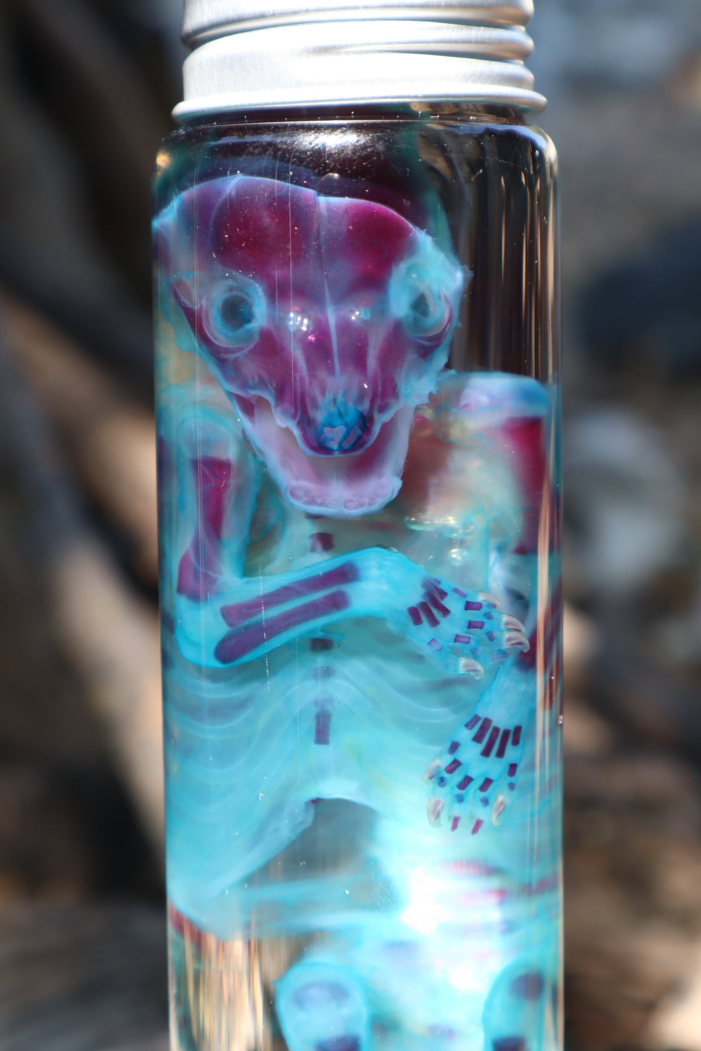 Diaphonized Fetal Raccoon
