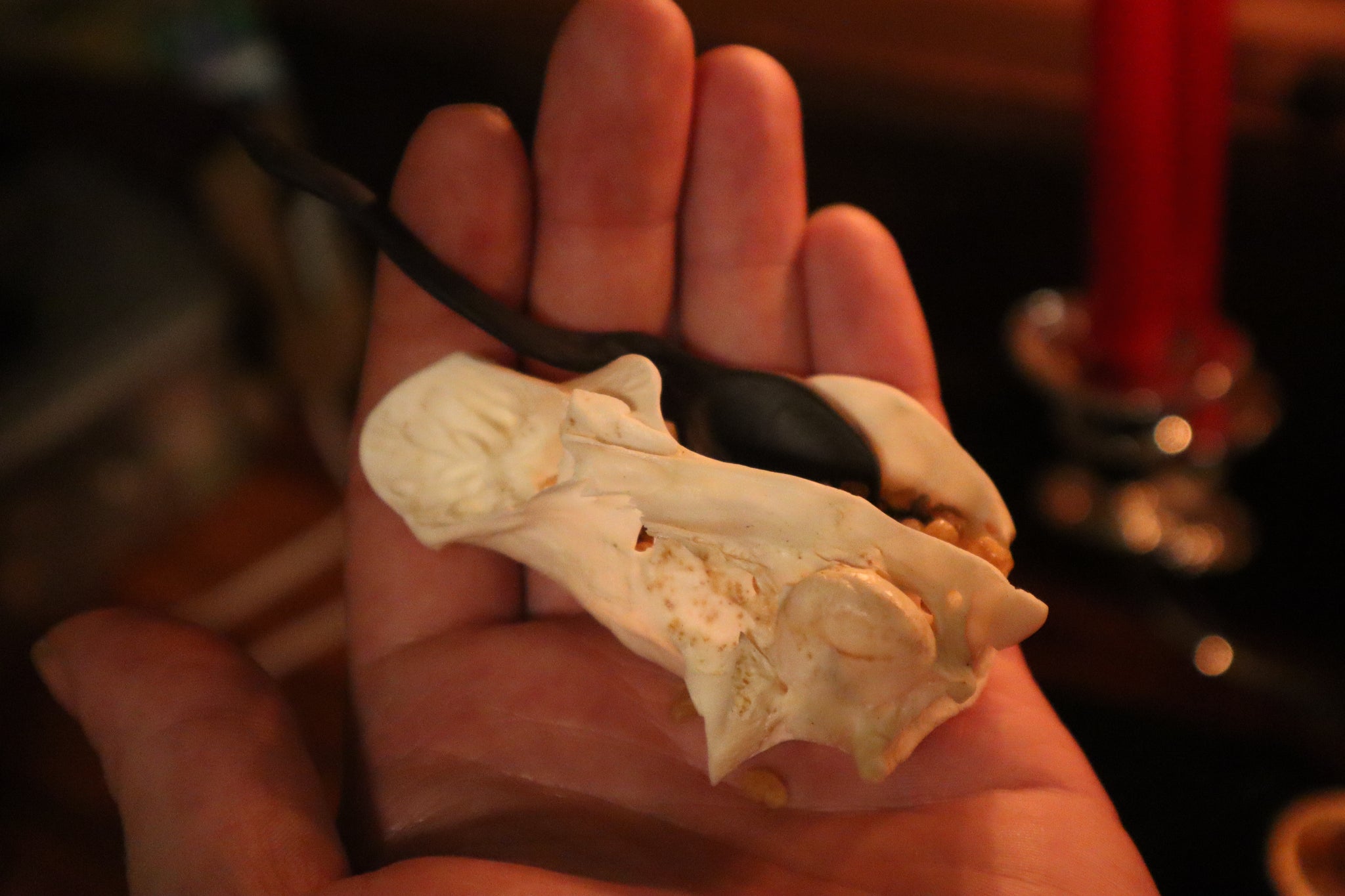 Goat Horn Ritual Set