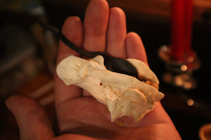 Goat Horn Ritual Set