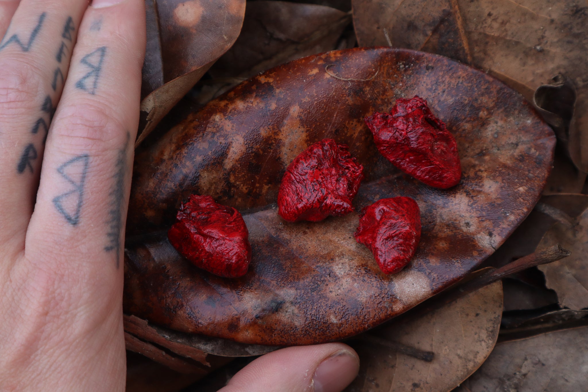 Dry Preserved Chicken Heart