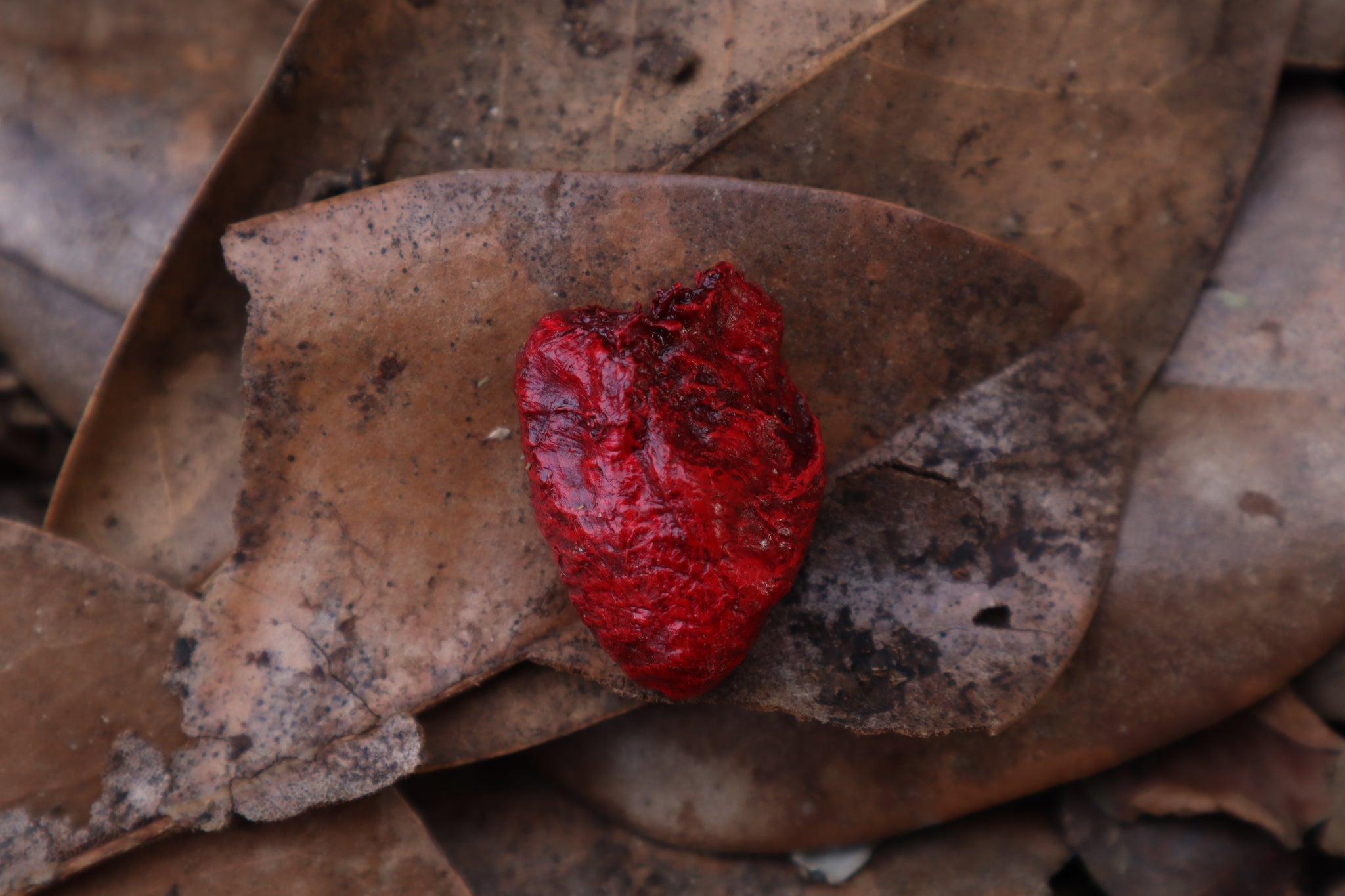 Dry Preserved Chicken Heart