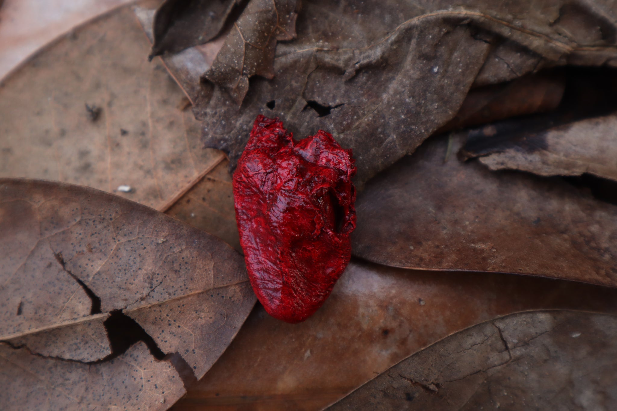 Dry Preserved Chicken Heart