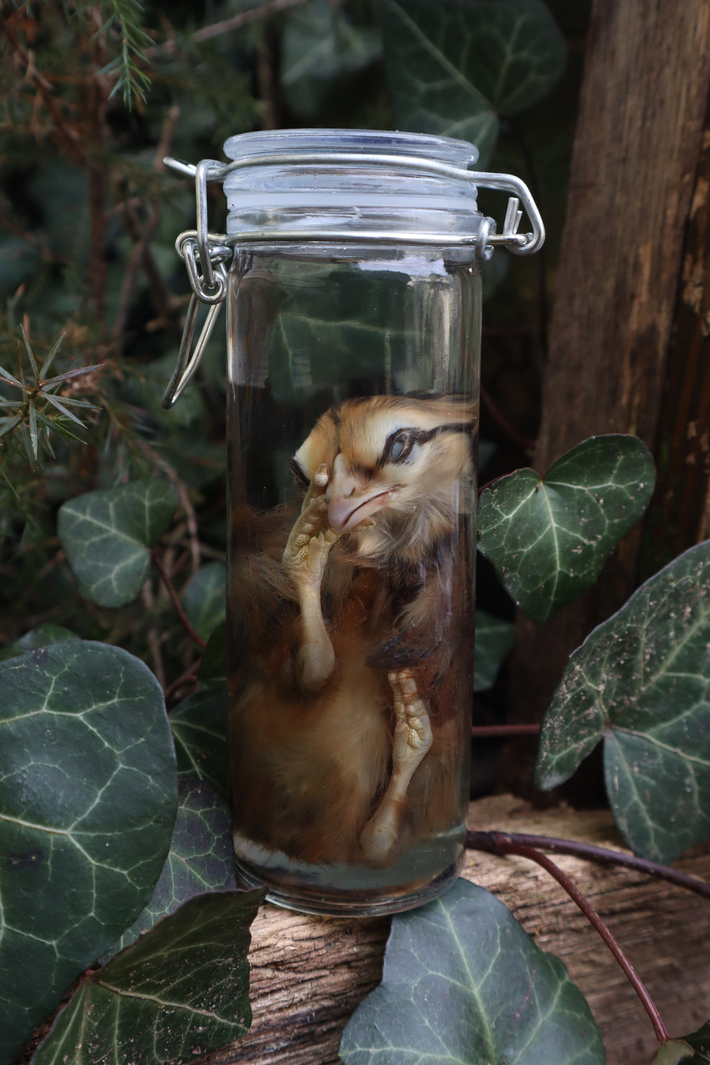 Wet Specimen Chick