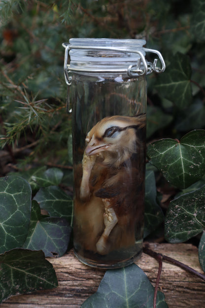 Wet Specimen Chick