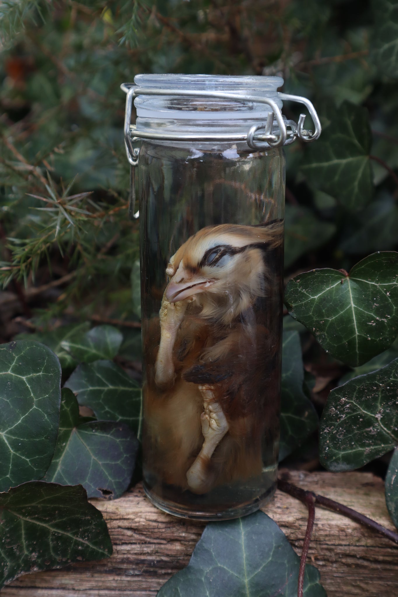 Wet Specimen Chick