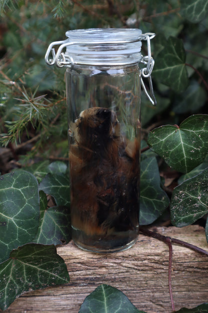 Wet Specimen Chick