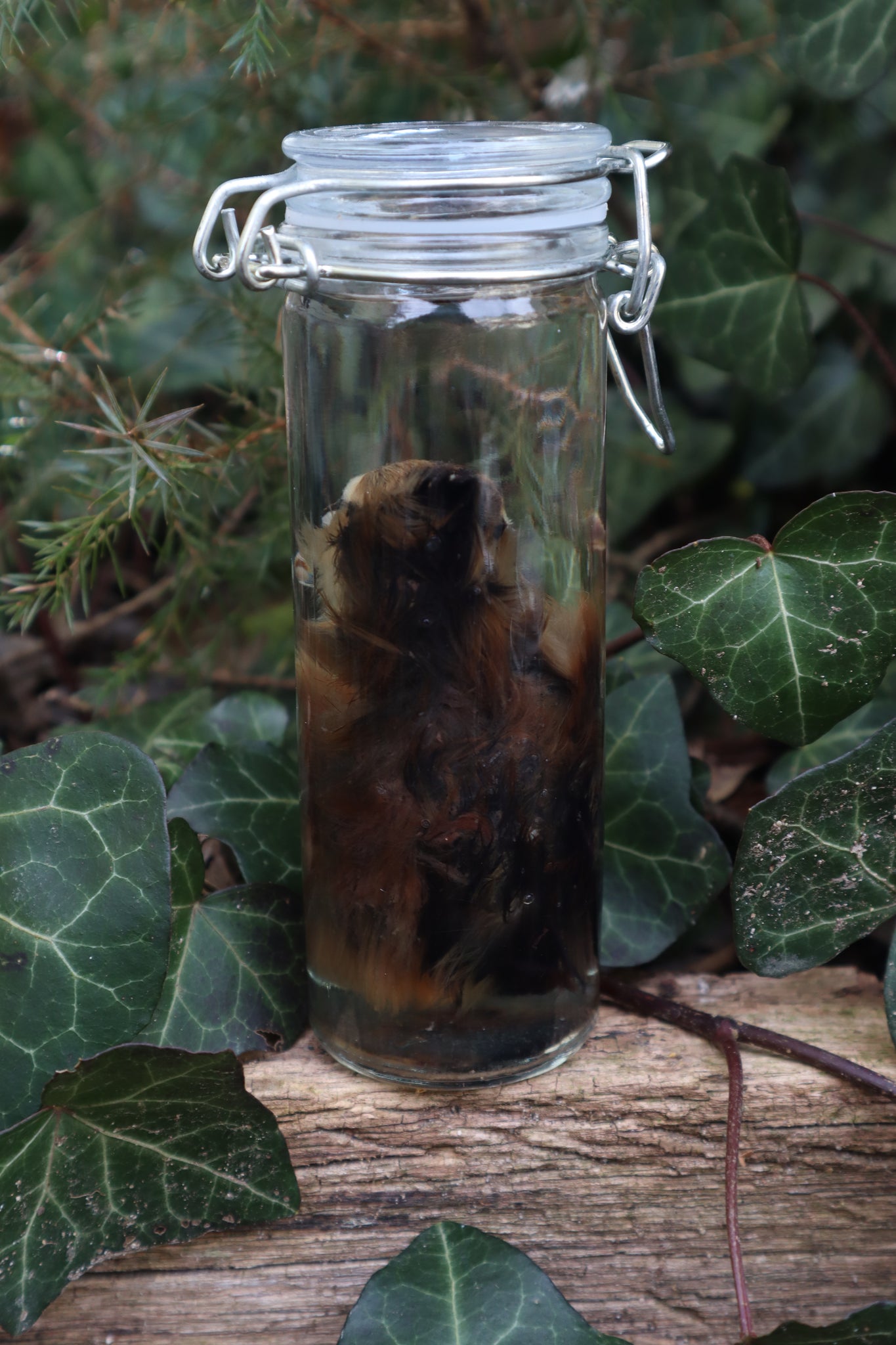 Wet Specimen Chick