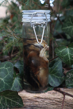Wet Specimen Chick