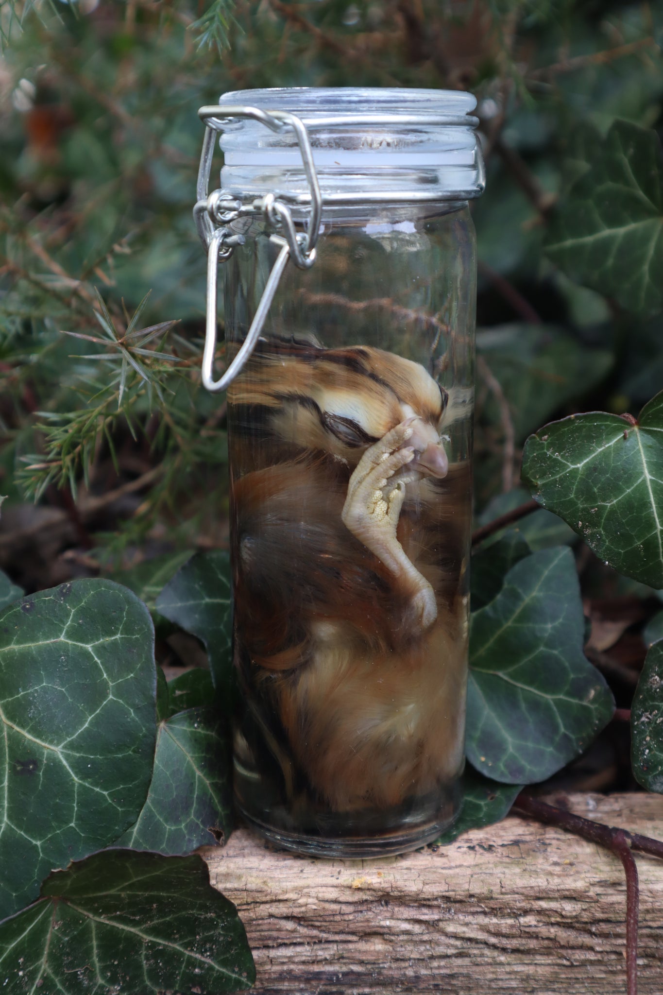Wet Specimen Chick