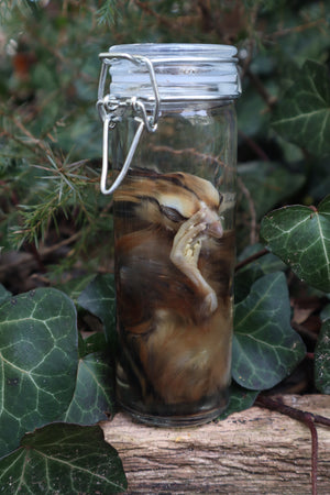 Wet Specimen Chick