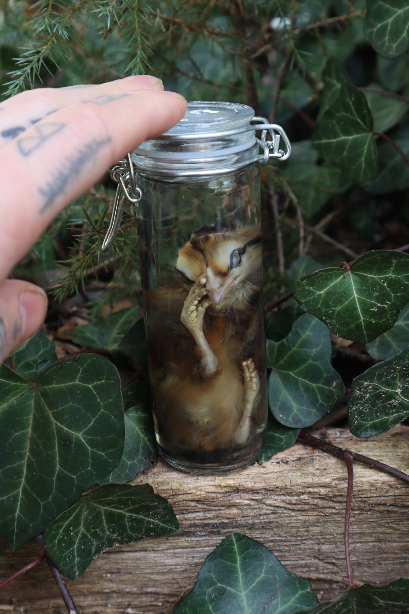 Wet Specimen Chick
