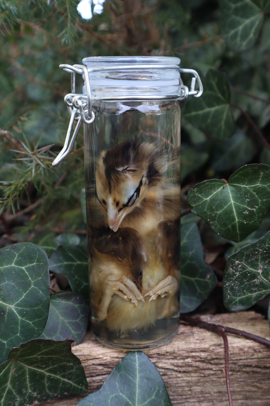 Wet Specimen Chick