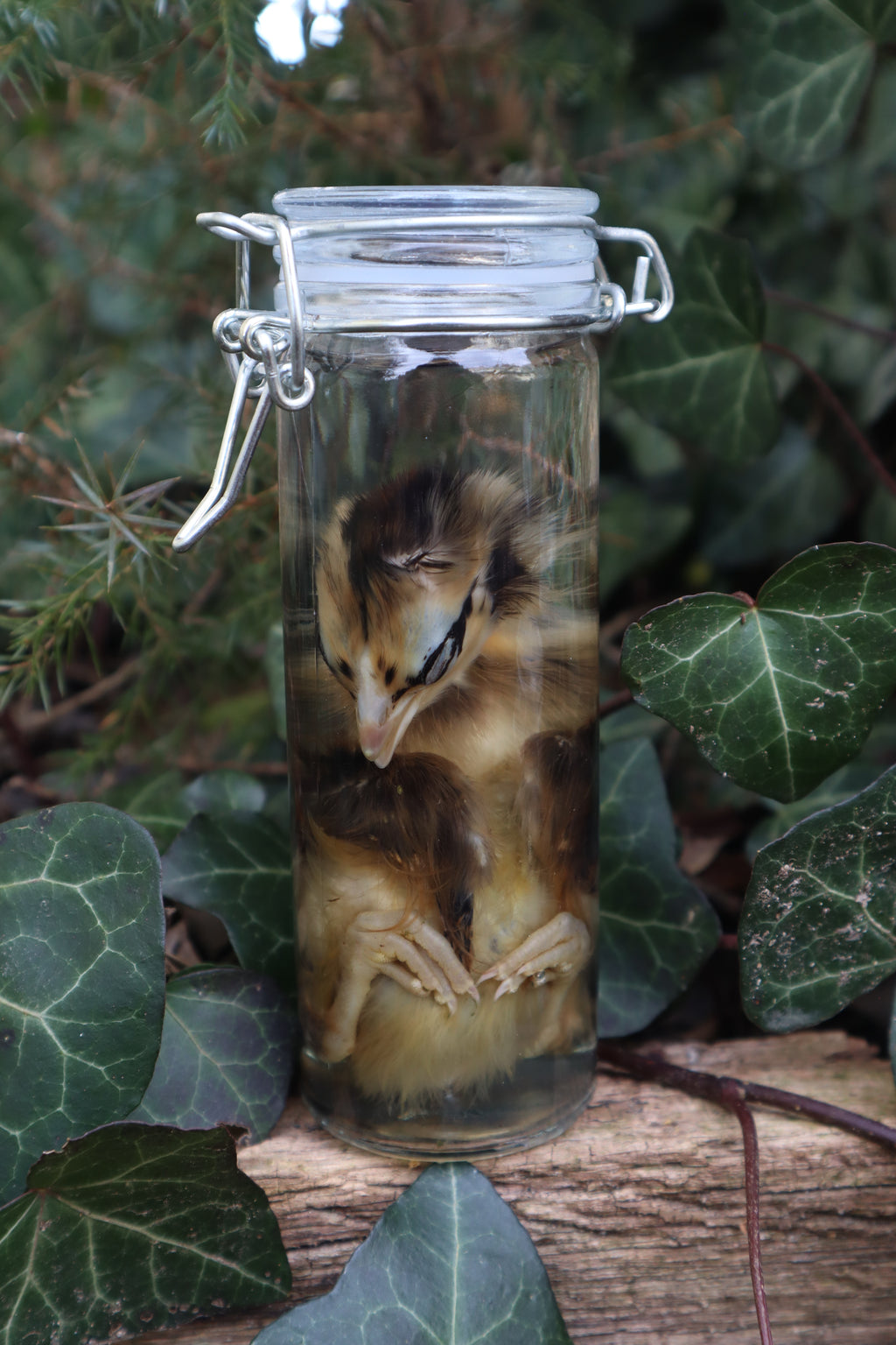 Wet Specimen Chick