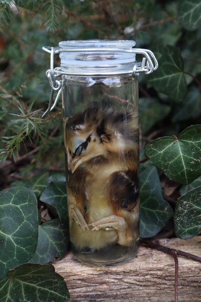 Wet Specimen Chick