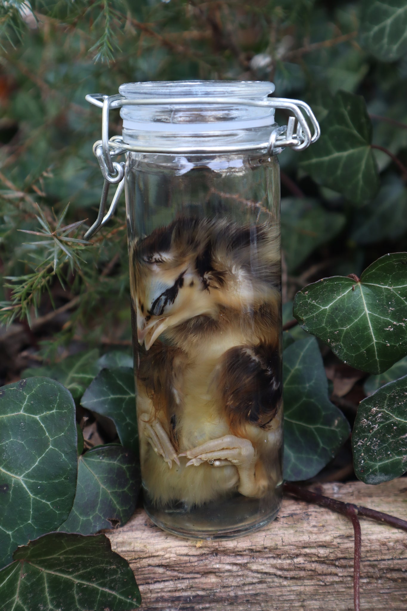 Wet Specimen Chick
