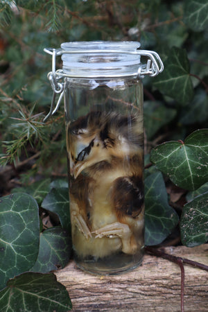 Wet Specimen Chick