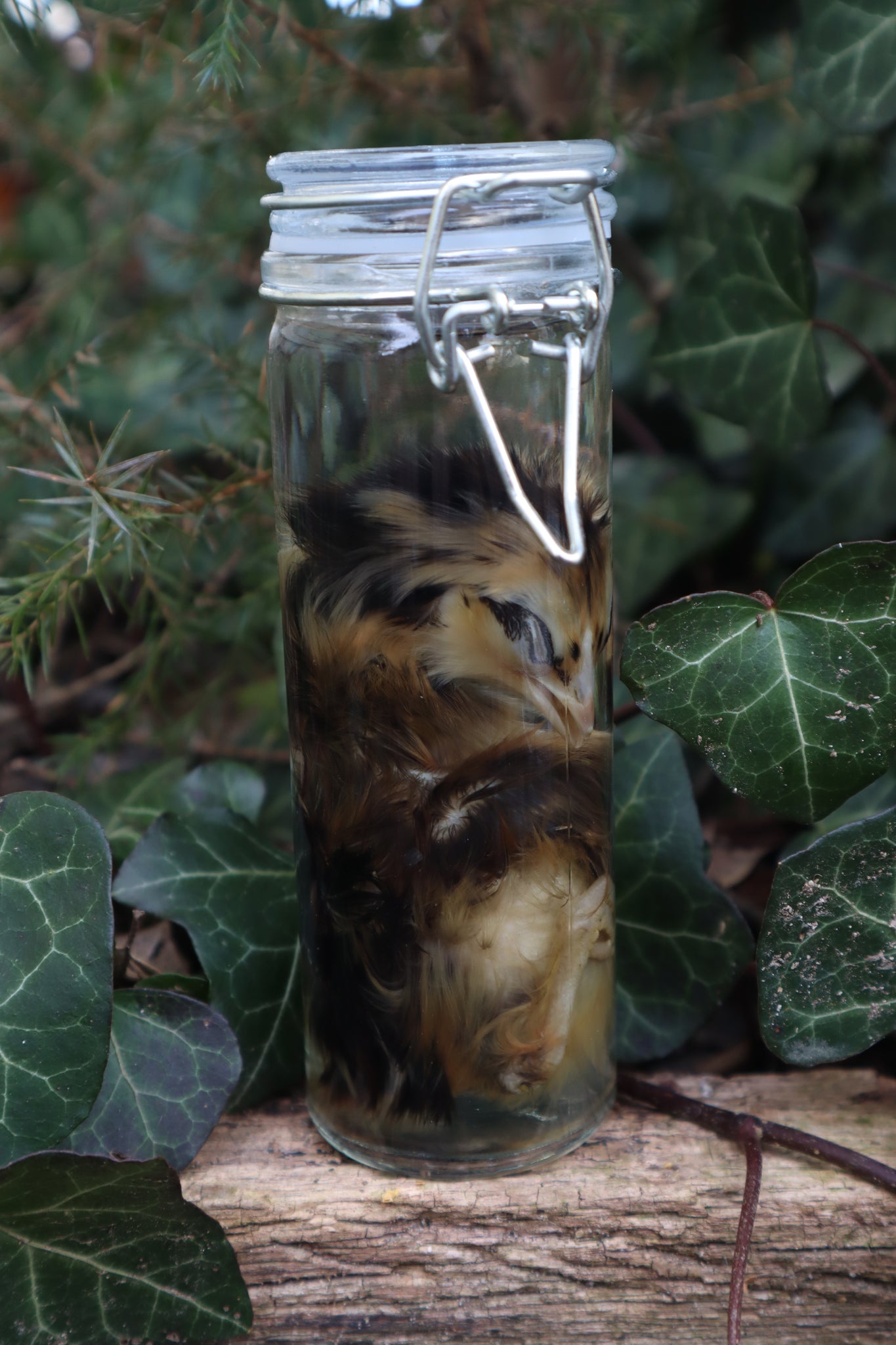 Wet Specimen Chick