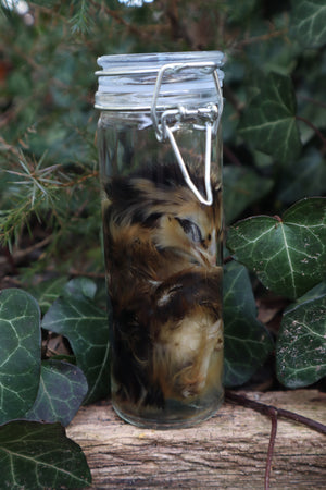 Wet Specimen Chick