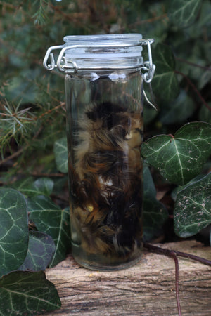 Wet Specimen Chick