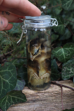 Wet Specimen Chick